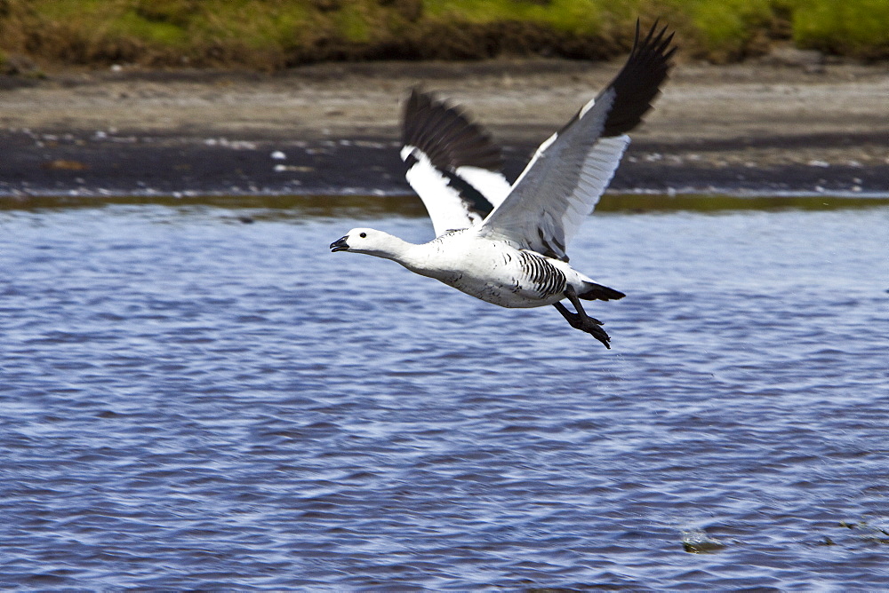 The Magellan Goose or Upland Goose (Chloephaga picta) is a South American member of the duck, goose and swan family Anatidae