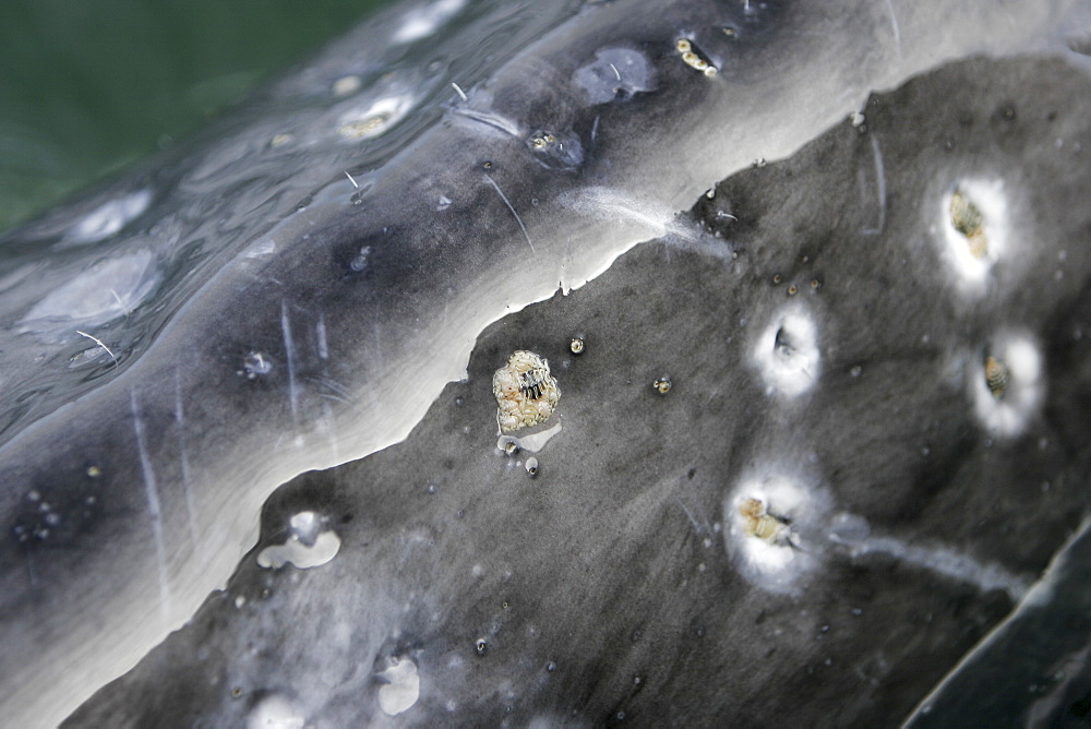 California gray whale (Eschrichtius robustus) calf surfacing in the calm waters of Magdalena Bay, Baja California Sur, Mexico