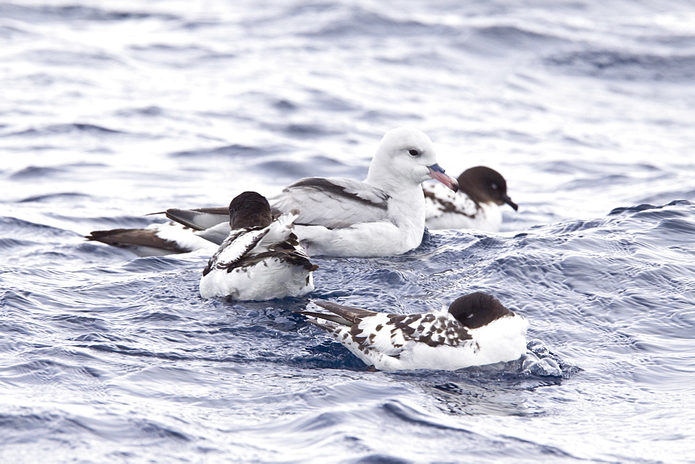 Adult cape petrel (Daption capense) on the wing in and around the Antarctic peninsula