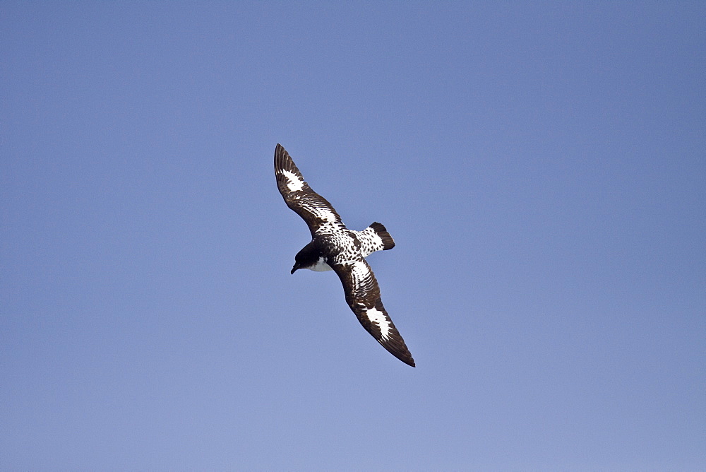 Adult cape petrel (Daption capense) on the wing in and around the Antarctic peninsula