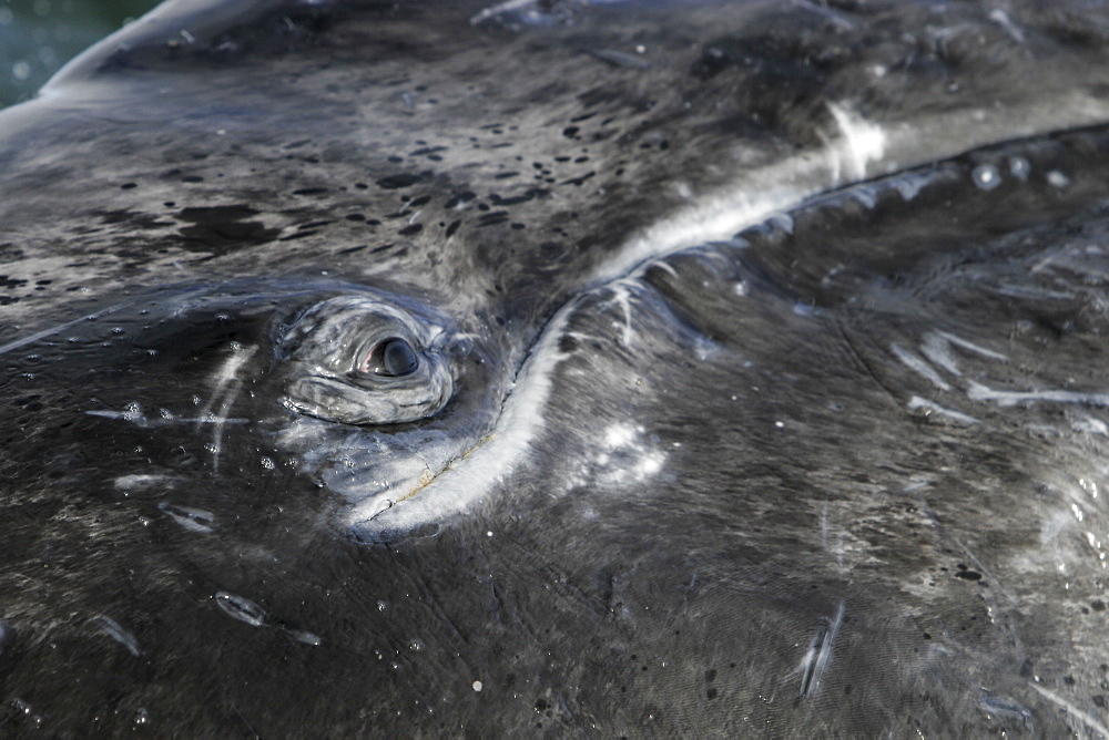 California gray whale (Eschrichtius robustus) calf surfacing (note eye and mouthline) in the calm waters of Magdalena Bay, Baja California Sur, Mexico.