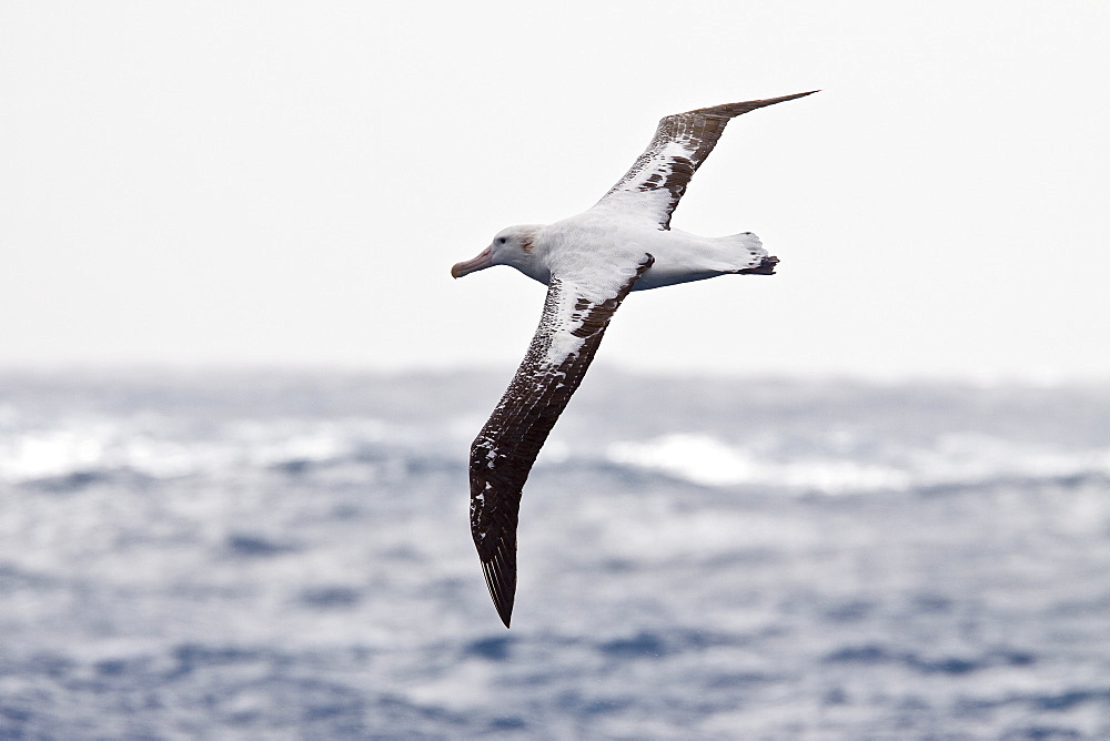 Wandering albatross (Diomedea exulans) on the wing in the Drake Passage between the tip of South America and the Antarctic Peninsula, Southern ocean