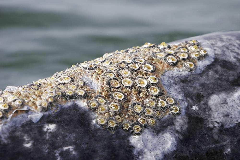 Adult California gray whale (Eschrichtius robustus) surfacing (note barnacles and whale lice) in the calm waters of Magdalena Bay, Baja California Sur, Mexico.