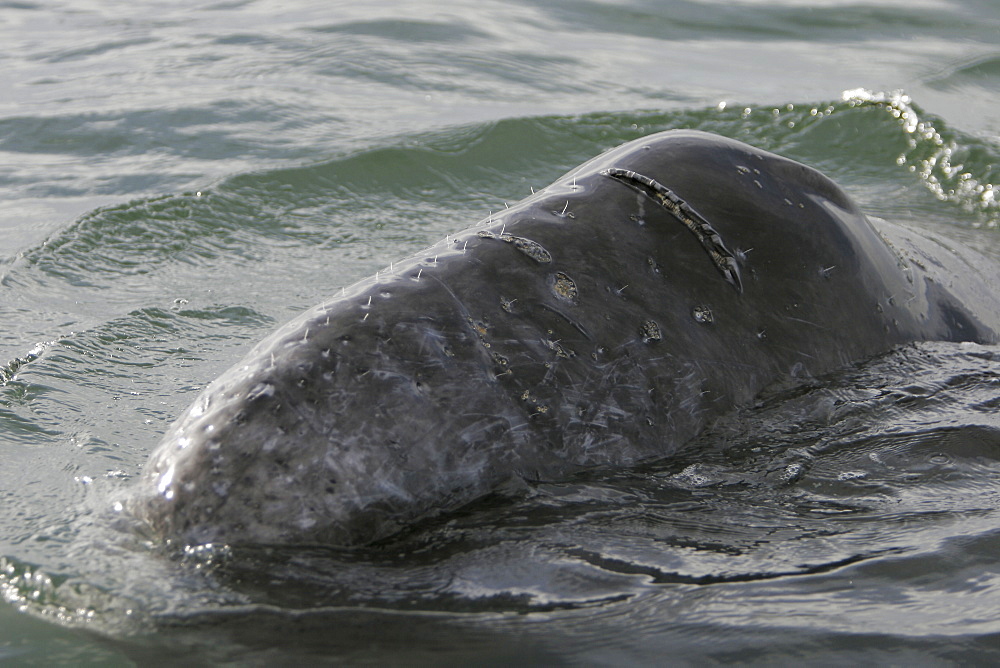 California gray whale (Eschrichtius robustus) calf surfacing in the calm waters of Magdalena Bay, Baja California Sur, Mexico.