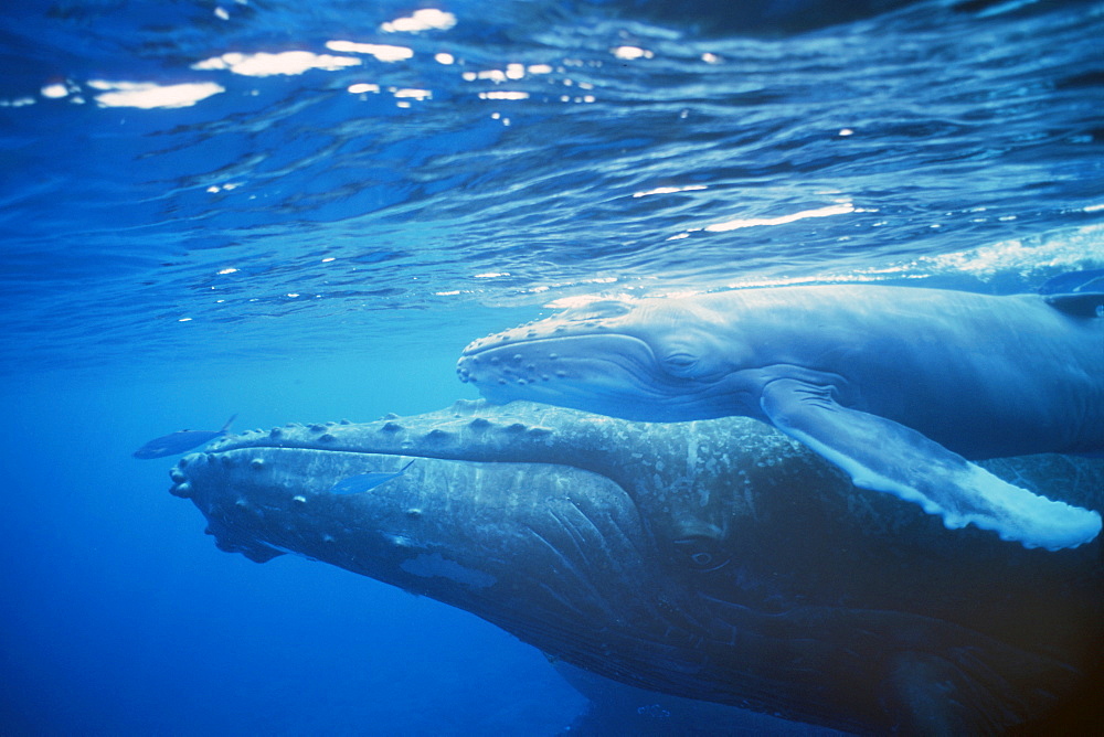 Humpback whale mother and calf in shallow water off the island of Lanai, Hawaii, USA.