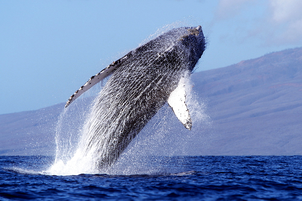 Adult humpback whale breaching in the AuAu Channel, Maui, Hawaii, USA.