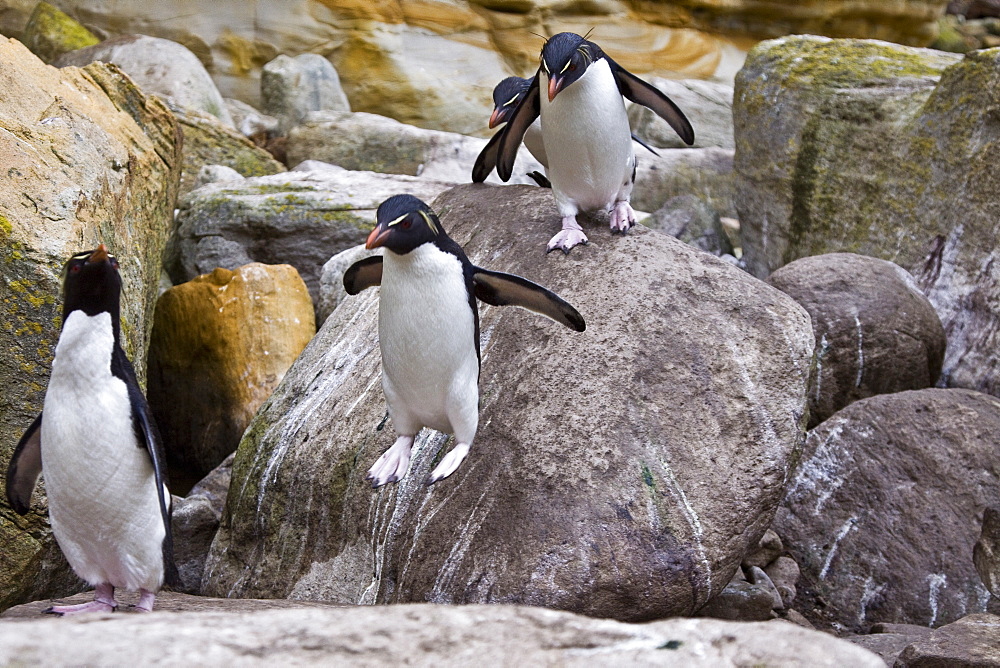 Adult Southern Rockhopper Penguins (Eudyptes chrysocome chrysocome) in the Falkland Islands