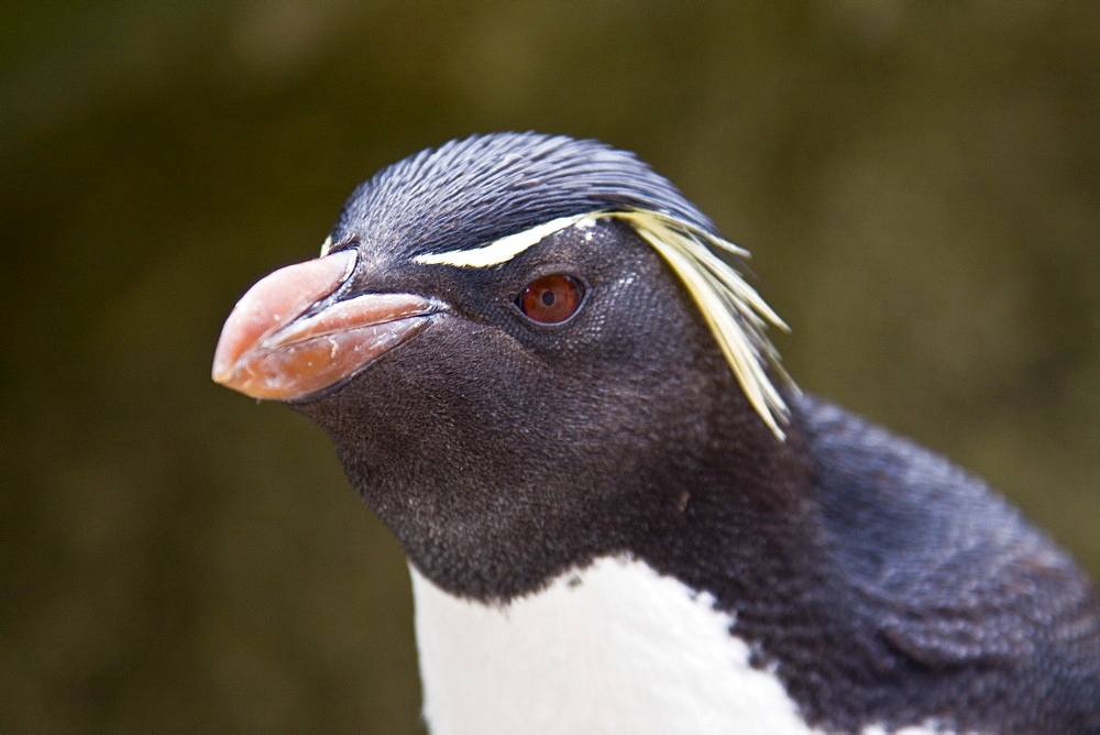 Adult Southern Rockhopper Penguins (Eudyptes chrysocome chrysocome) in the Falkland Islands