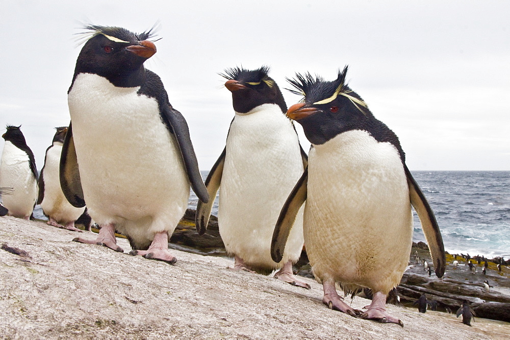 Adult Southern Rockhopper Penguins (Eudyptes chrysocome chrysocome) in the Falkland Islands