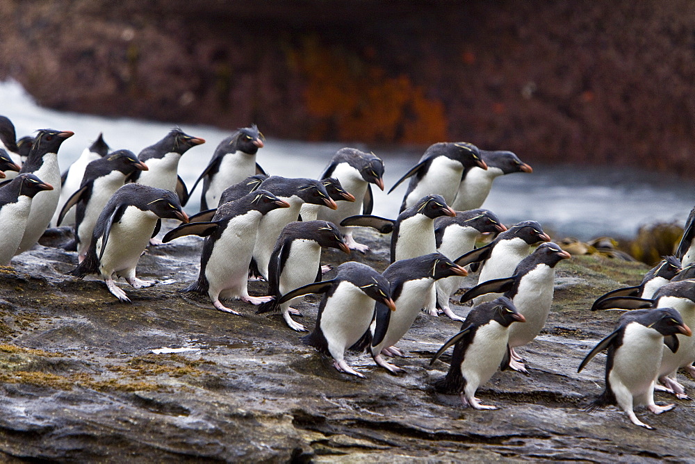 Adult Southern Rockhopper Penguins (Eudyptes chrysocome chrysocome) in the Falkland Islands