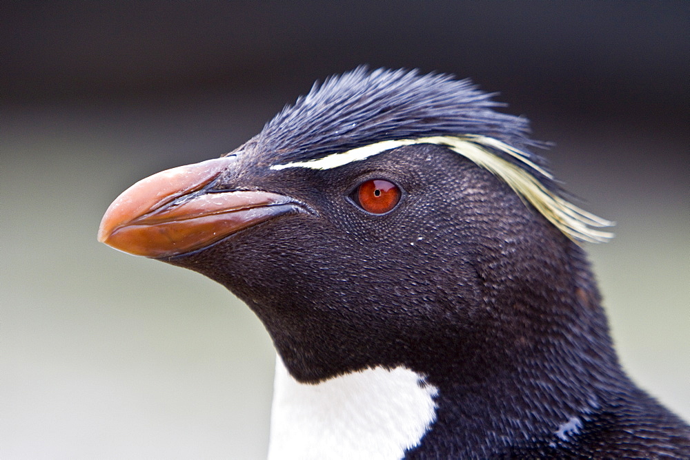 Adult Southern Rockhopper Penguins (Eudyptes chrysocome chrysocome) in the Falkland Islands