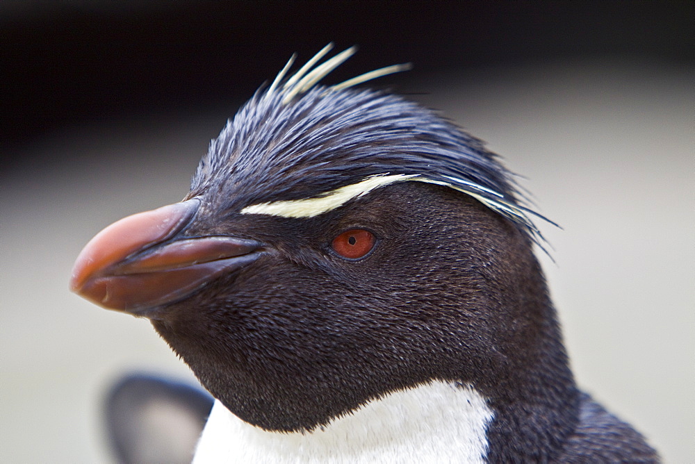 Adult Southern Rockhopper Penguins (Eudyptes chrysocome chrysocome) in the Falkland Islands