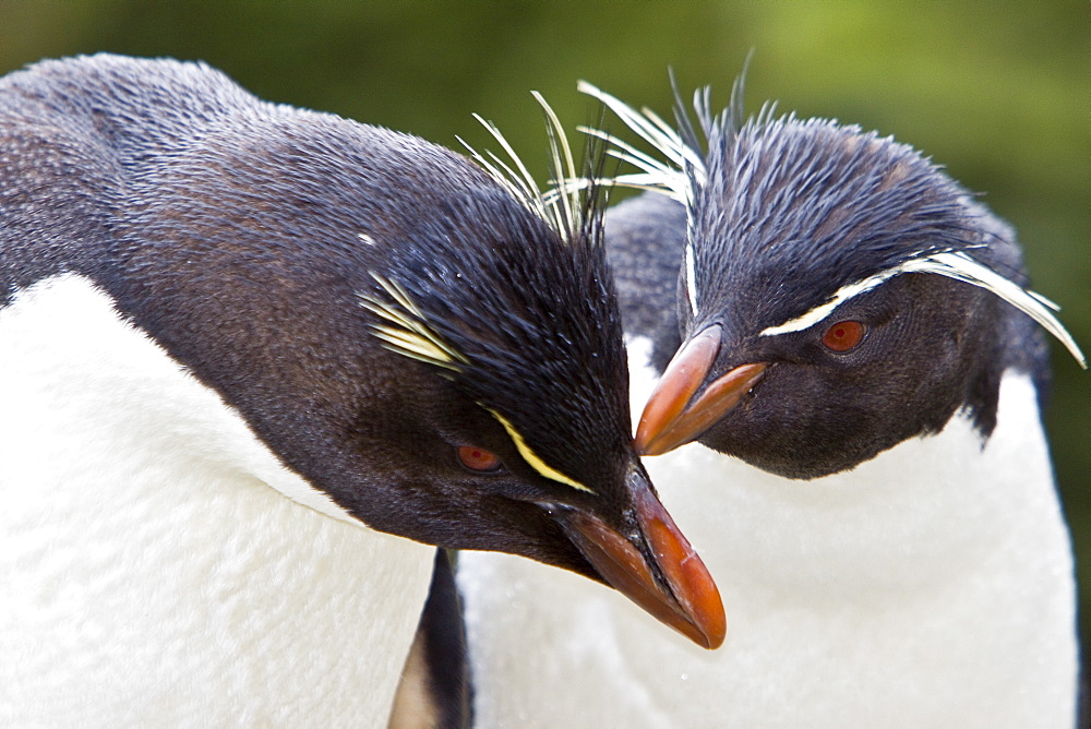 Adult Southern Rockhopper Penguins (Eudyptes chrysocome chrysocome) in the Falkland Islands