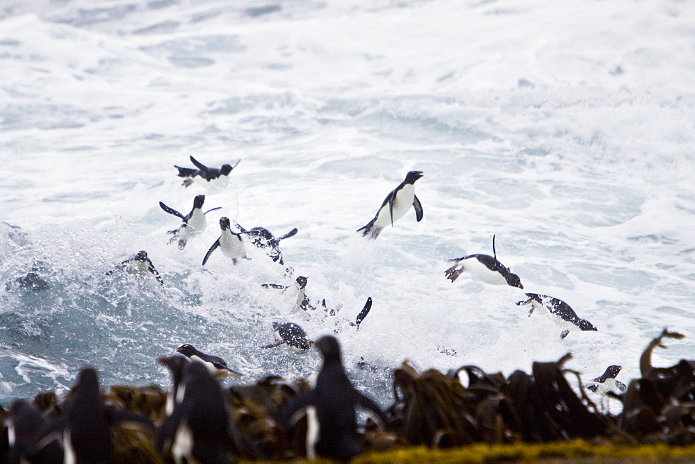 Adult Southern Rockhopper Penguins (Eudyptes chrysocome chrysocome) in the Falkland Islands