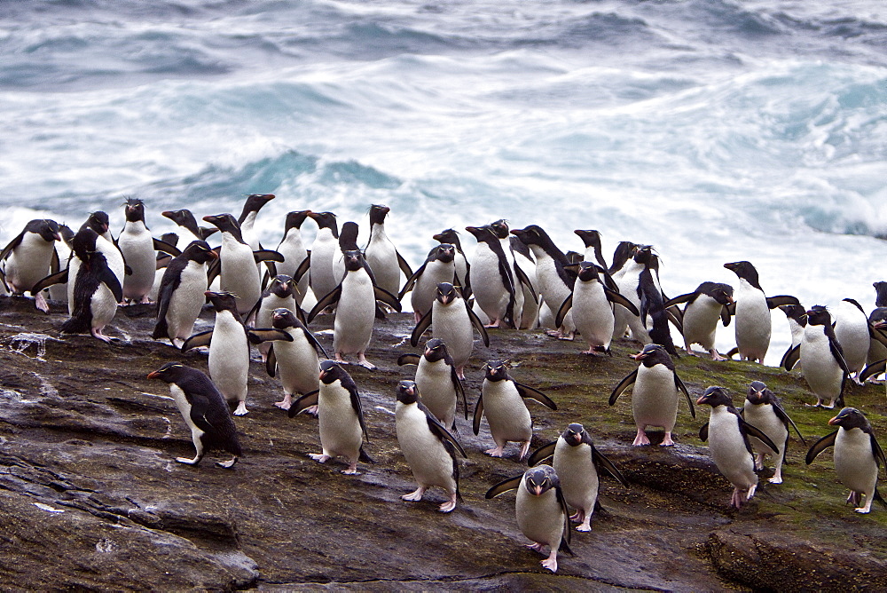 Adult Southern Rockhopper Penguins (Eudyptes chrysocome chrysocome) in the Falkland Islands