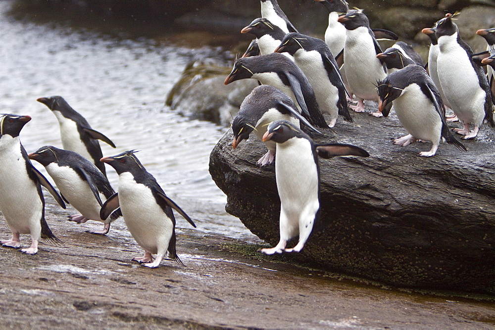 Adult Southern Rockhopper Penguins (Eudyptes chrysocome chrysocome) in the Falkland Islands