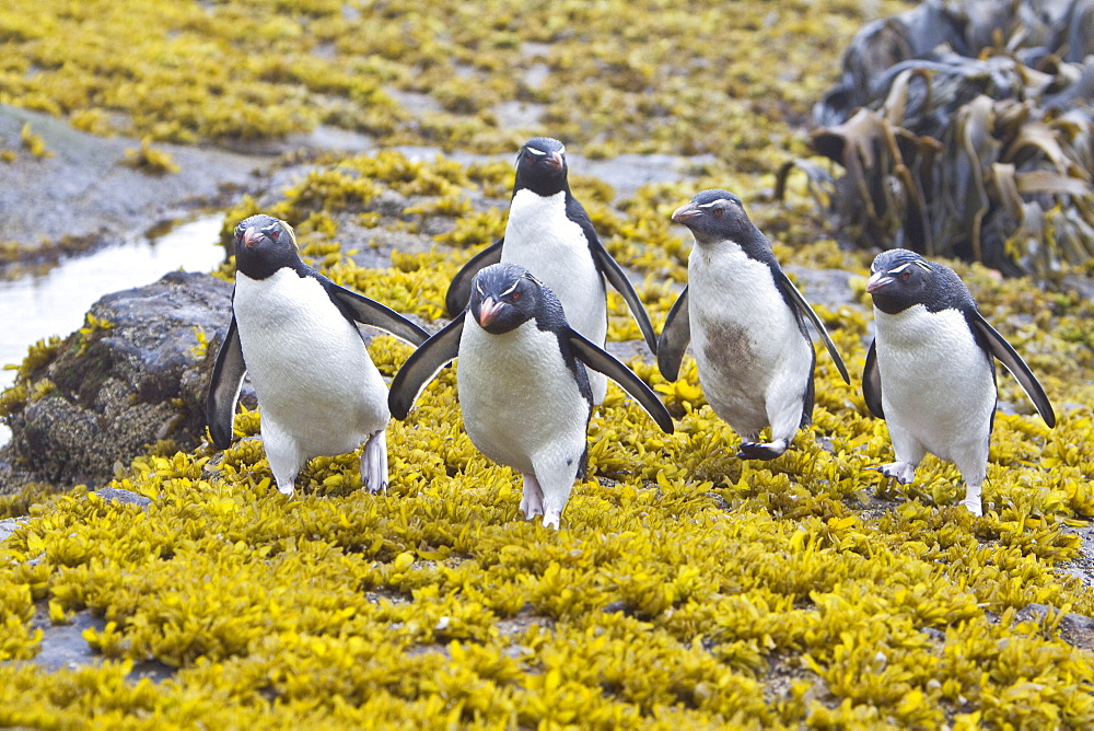 Adult Southern Rockhopper Penguins (Eudyptes chrysocome chrysocome) in the Falkland Islands