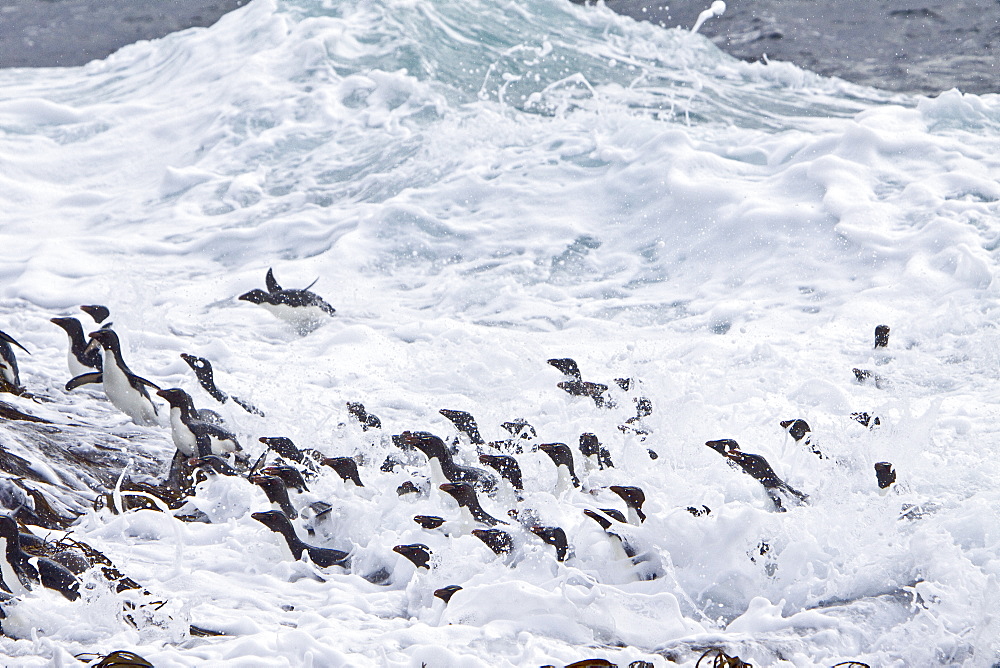 Adult Southern Rockhopper Penguins (Eudyptes chrysocome chrysocome) in the Falkland Islands