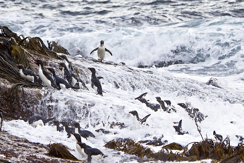 Adult Southern Rockhopper Penguins (Eudyptes chrysocome chrysocome) in the Falkland Islands. This is the smallest yellow-crested, black-and-white penguin in the genus Eudyptes. It reaches a length of 45-58 cm (18-23 in) and typically weighs 2-3.4 kg (4.4-7.5 lb), although there are records of exceptionally large rockhoppers weighing 5 kg (11 lbs). Their common name refers to the fact that unlike many other penguins which negotiate obstacles by sliding on their bellies or by awkward climbing using their flipper-like wings as aid, Rockhoppers will try to jump over boulders and across cracks. This behavior is by no means unique to this species however - at least the other "crested" penguins of the genus Eudyptes hop around rocks too. Southern Rockhopper Penguins have a global population of roughly 1 million pairs, perhaps a bit more. About two-thirds of the global population belongs to E. c. chrysocome which breeds on the Falkland Islands and on islands off Argentina and southern Chile. The Southern Rockhopper Penguin is classified as Vulnerable species by the IUCN.