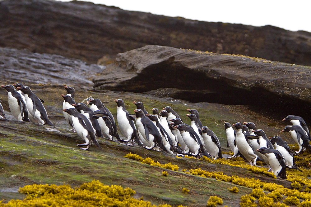 Adult Southern Rockhopper Penguins (Eudyptes chrysocome chrysocome) in the Falkland Islands