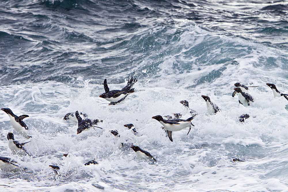 Adult Southern Rockhopper Penguins (Eudyptes chrysocome chrysocome) in the Falkland Islands