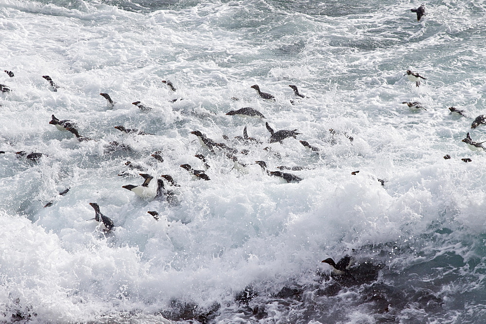 Adult Southern Rockhopper Penguins (Eudyptes chrysocome chrysocome) in the Falkland Islands