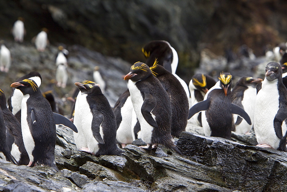 Macaroni Penguins (Eudyptes chrysolophus) on South Georgia Island in the Southern Ocean