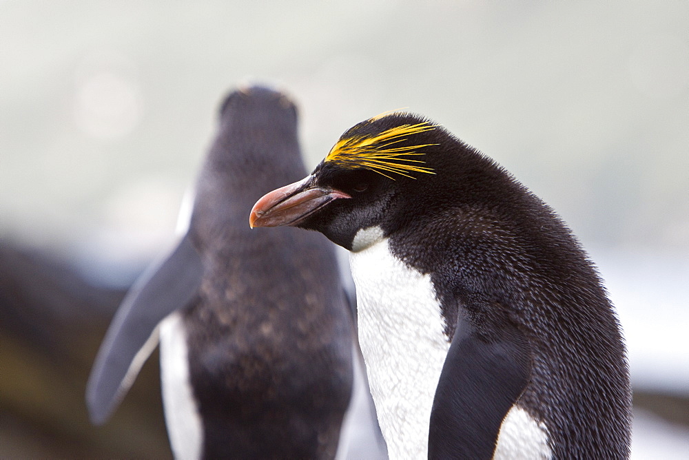 Macaroni Penguins (Eudyptes chrysolophus) on South Georgia Island in the Southern Ocean