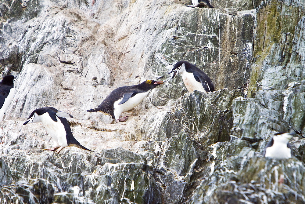 A lone adult Macaroni Penguin (Eudyptes chrysolophus) among a chinstrap penguin colony at Point Wild on Elephant Island in the South Shetland Islands, Antarctica