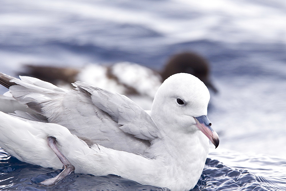 Adult southern fulmar (Fulmarus glacialoides) on the wing in the Drake passage between the tip of South America and Antarctica. Southern Ocean