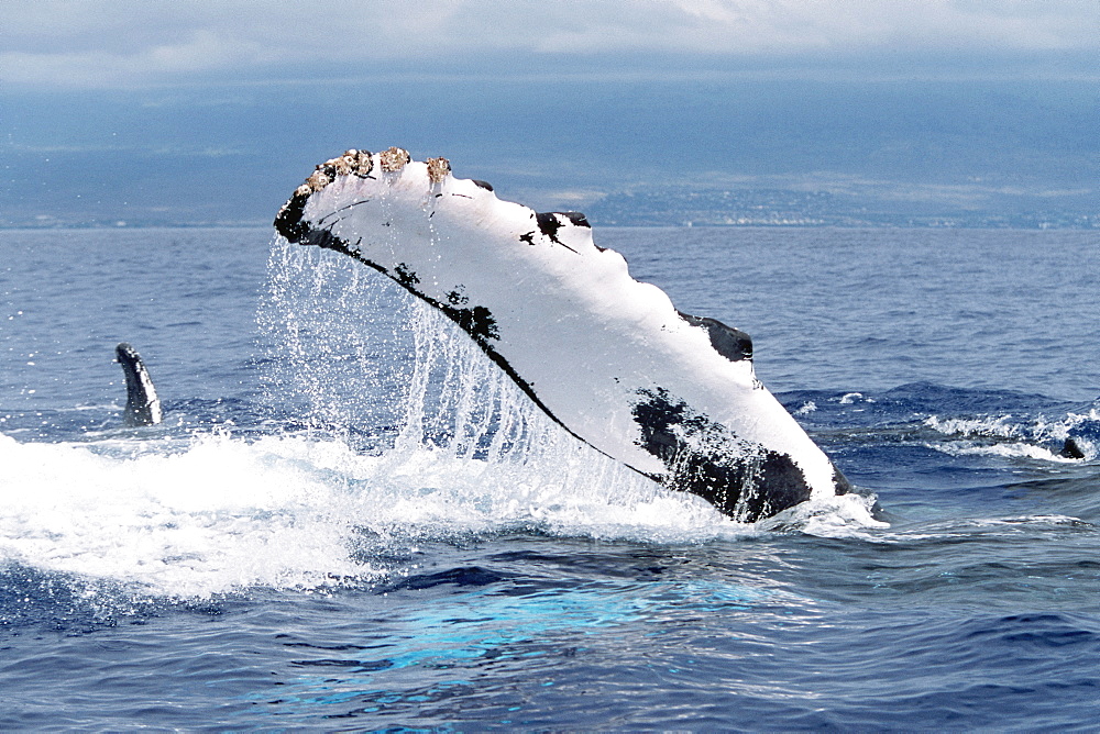 Adult Pacific humpback whale pec-slapping in the AuAu Channel, Maui, Hawaii.