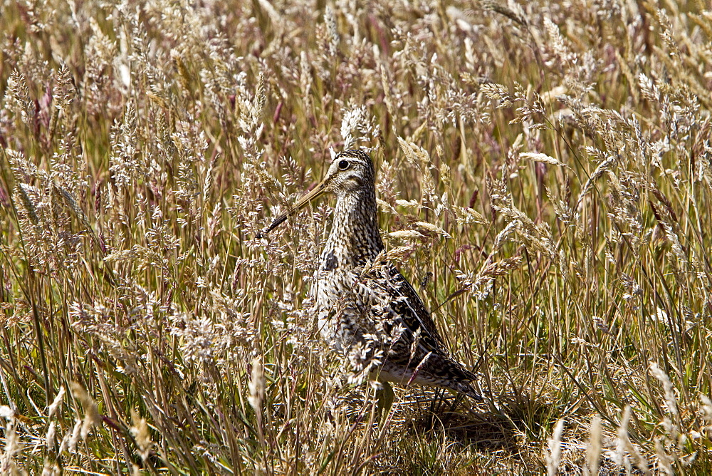 Adult Magellanic Snipe (Gallinago paraguaiae magellanica)