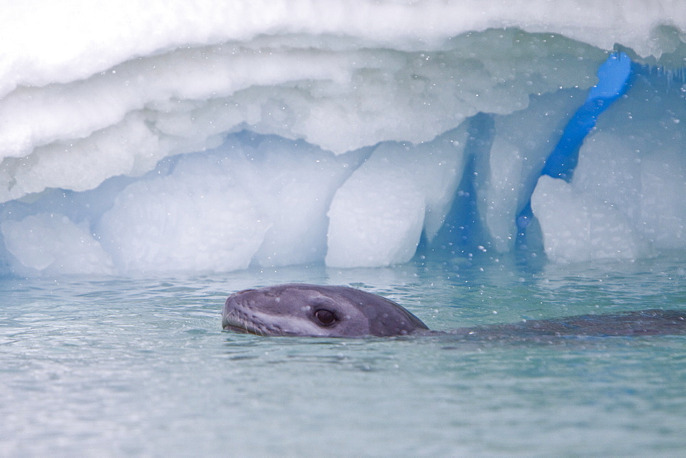 The Leopard seal (Hydrurga leptonyx) is the second largest species of seal in the Antarctic