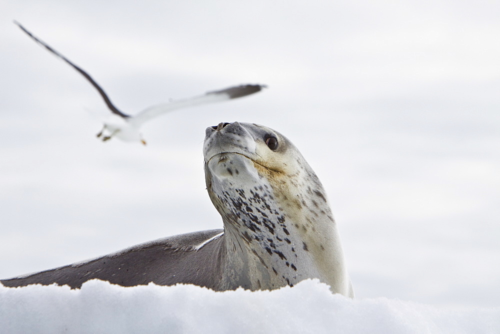 The Leopard seal (Hydrurga leptonyx) is the second largest species of seal in the Antarctic