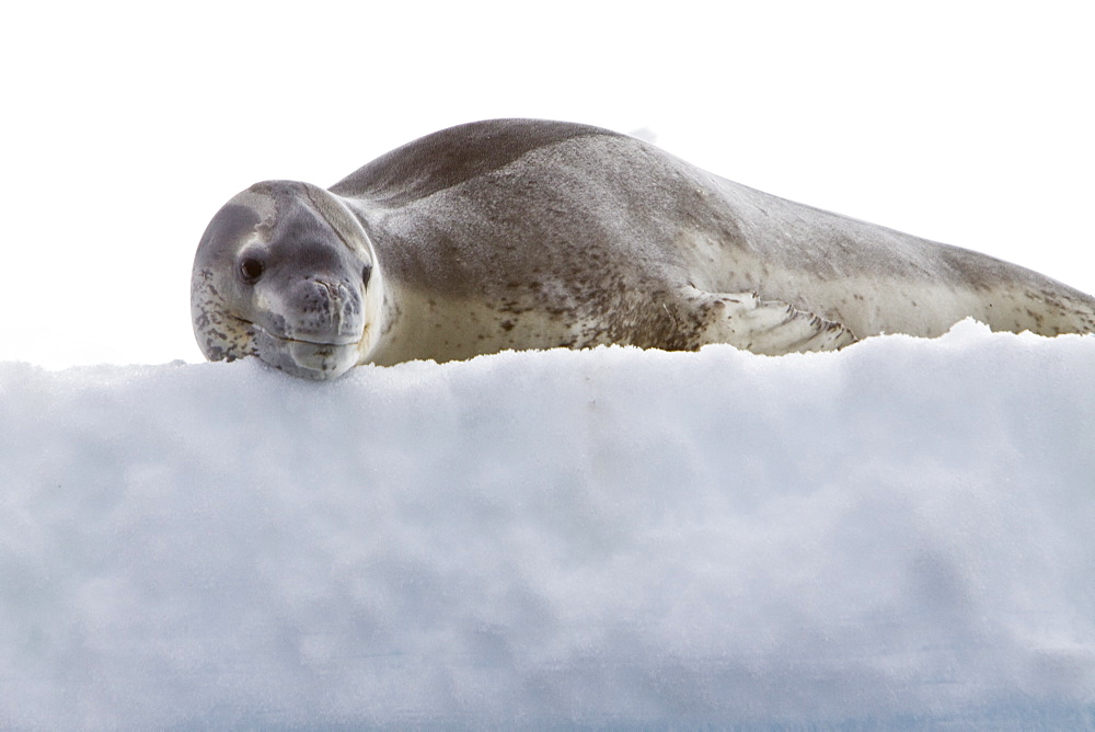 The Leopard seal (Hydrurga leptonyx) is the second largest species of seal in the Antarctic