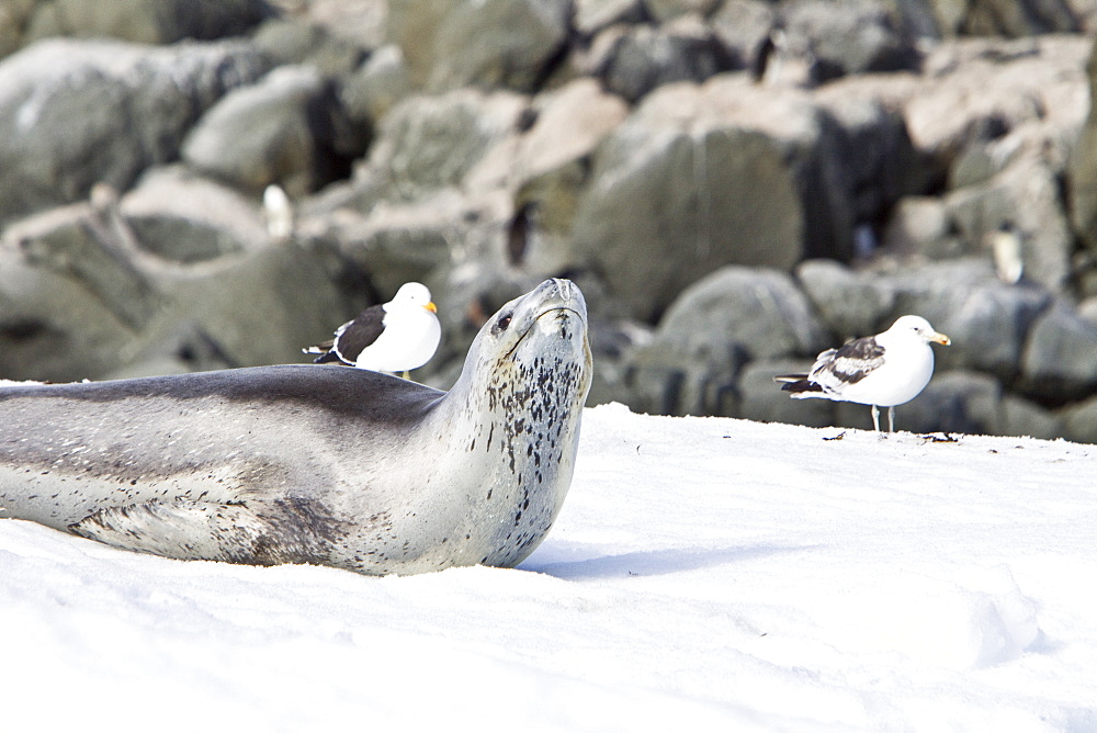 Gentoo penguins (Pygoscelis papua) in Antarctica