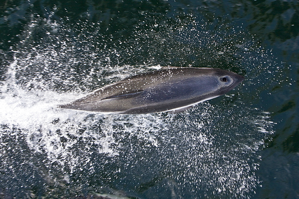 Adult Peale's Dolphin (Lagenorhynchus australis) bow-riding in the Falkland Islands, South Atlantic Ocean