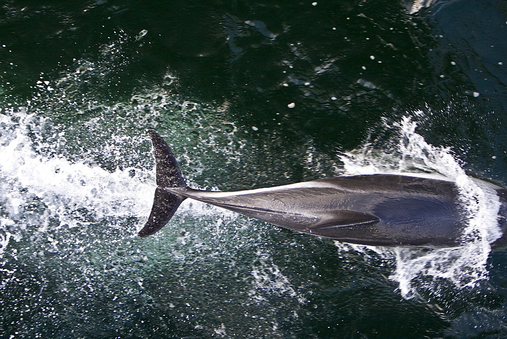 Adult Peale's Dolphin (Lagenorhynchus australis) bow-riding in the Falkland Islands, South Atlantic Ocean