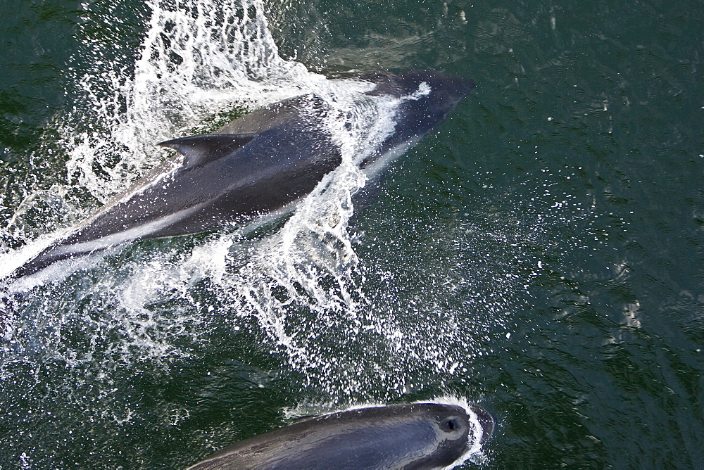 Adult Peale's Dolphin (Lagenorhynchus australis) bow-riding in the Falkland Islands, South Atlantic Ocean