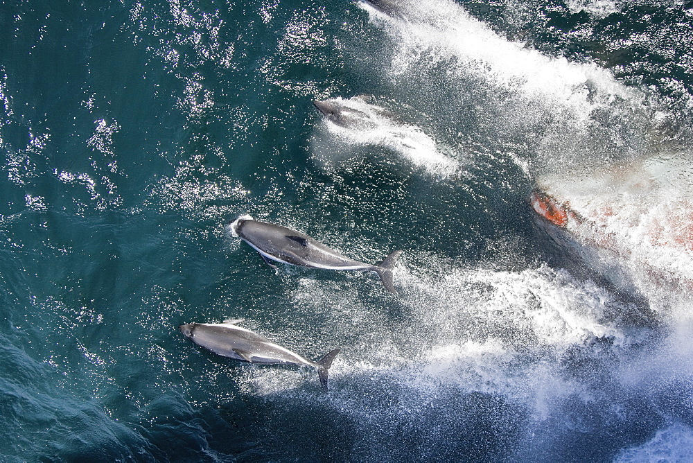 Adult Peale's Dolphin (Lagenorhynchus australis) bow-riding in the Falkland Islands, South Atlantic Ocean