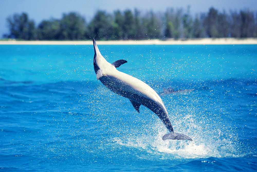 Spinner dolphin "spinning" in the Northwest Hawaiian Islands.S(spinner dolphin)S(leaping)S(NW Hawaiian Islands)S(AW)