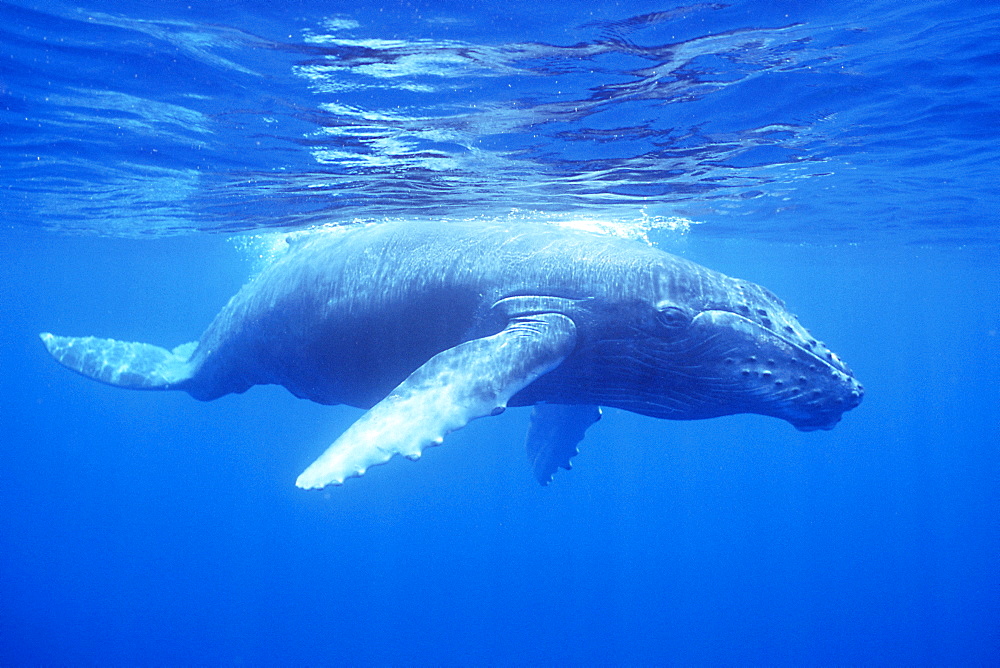 Curious humpback whale calf underwater 
in the AuAu Channel, Maui, Hawaii