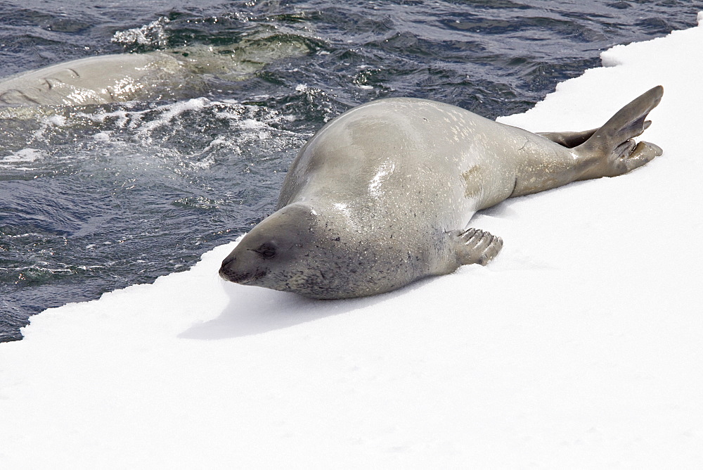 Crabeater seals (Lobodon carcinophaga) swimming along or hauled out on fast ice floe in Bourgeois Fjord near the Antarctic Peninsula