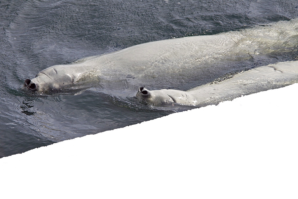 Crabeater seals (Lobodon carcinophaga) swimming along or hauled out on fast ice floe in Bourgeois Fjord near the Antarctic Peninsula