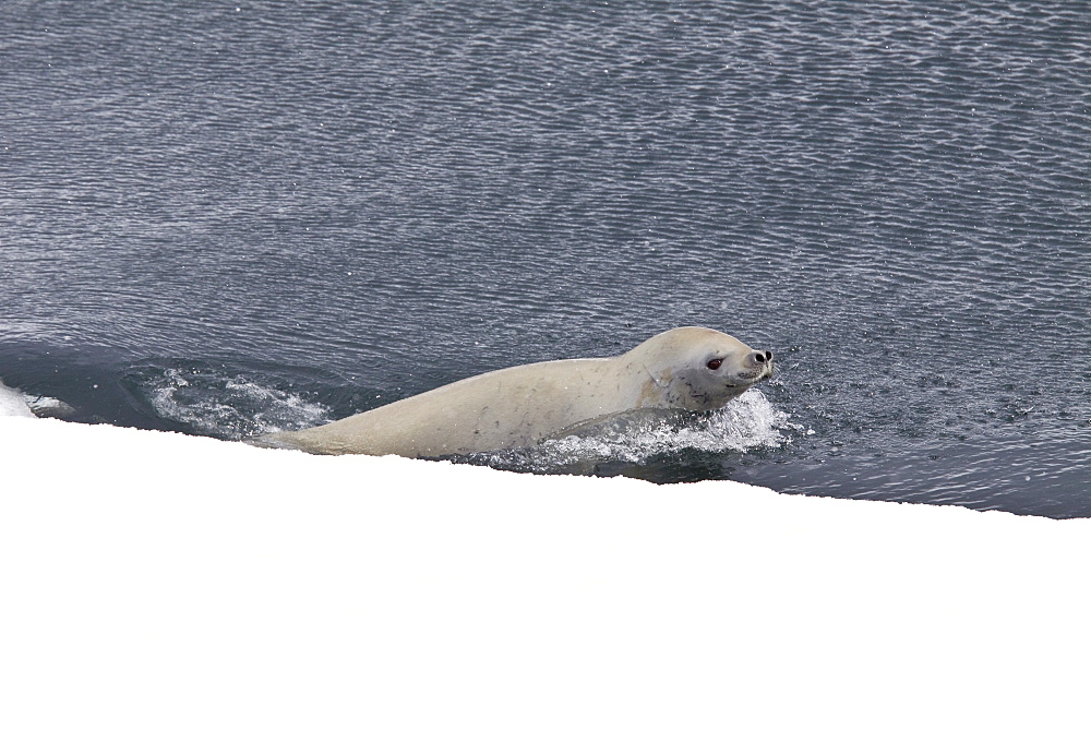 Crabeater seals (Lobodon carcinophaga) swimming along or hauled out on fast ice floe in Bourgeois Fjord near the Antarctic Peninsula