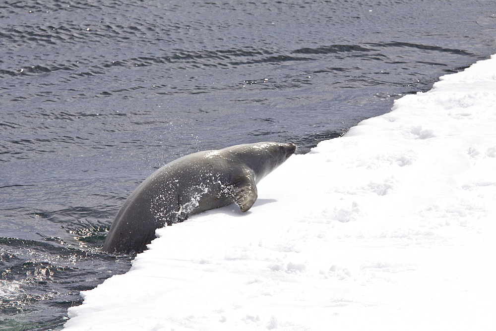 Crabeater seals (Lobodon carcinophaga) swimming along or hauled out on fast ice floe in Bourgeois Fjord near the Antarctic Peninsula