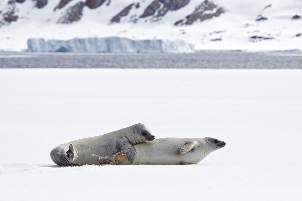 Crabeater seals (Lobodon carcinophaga) swimming along or hauled out on fast ice floe in Bourgeois Fjord near the Antarctic Peninsula