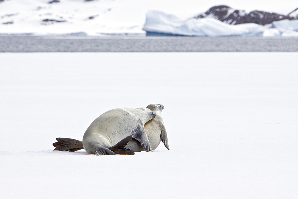 Crabeater seals (Lobodon carcinophaga) swimming along or hauled out on fast ice floe in Bourgeois Fjord near the Antarctic Peninsula