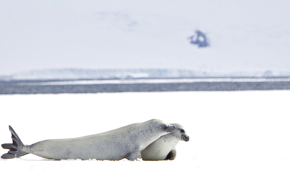 Crabeater seals (Lobodon carcinophaga) swimming along or hauled out on fast ice floe in Bourgeois Fjord near the Antarctic Peninsula