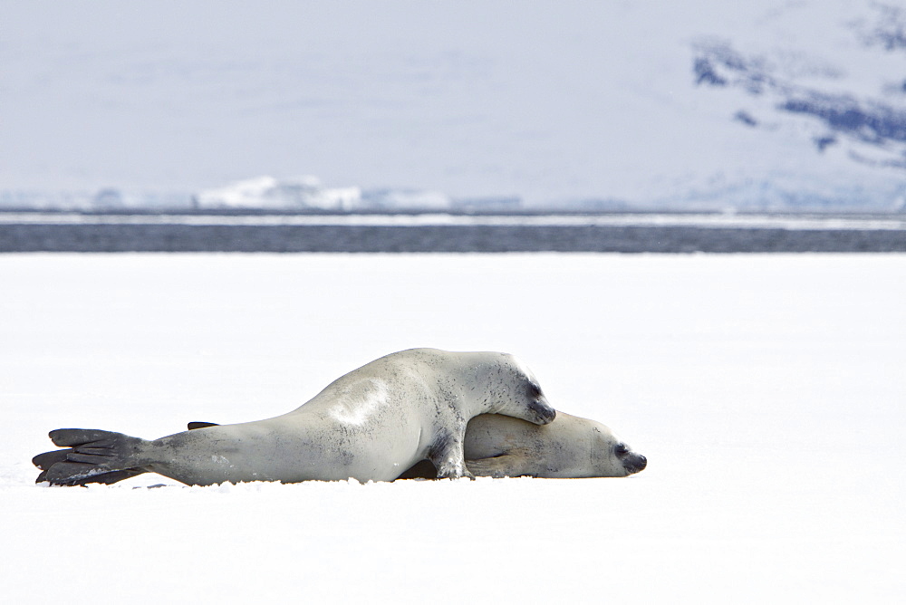 Crabeater seals (Lobodon carcinophaga) swimming along or hauled out on fast ice floe in Bourgeois Fjord near the Antarctic Peninsula